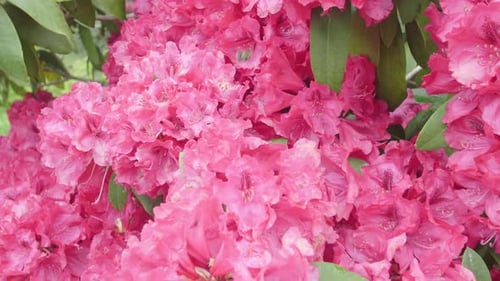 Pink Flowers Blooming on Bush in Bright Sunlight