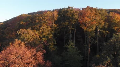 Luftbild eines Waldes in wunderschönen Herbstfarben.