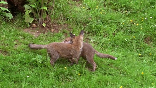 Red Fox, vulpes vulpes, Cub playing on Grass, Normandy in France, Real Time