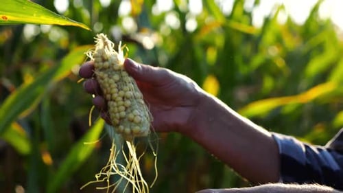 Close Up to Female Hands of a Farmer Peeling Ripe Cob of Corn at Green Meadow Adult Arms of
