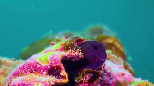 Colorful Fish Swim in an Aquarium Eat Corals and Play 4K