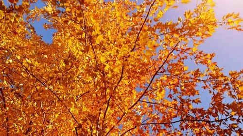 Unterwegs unter Ahornbäumen mit buntem Herbstlaub.