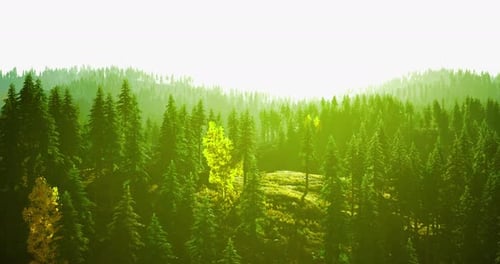 Lush Green Forest Under Bright Sunlight in a Peaceful Landscape Setting