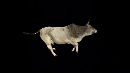 Asian Zebu Cattle Run Loop
