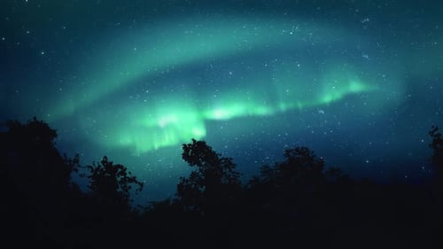 Night Sky View of the Aurora Borealis Northern Lights over a Forest