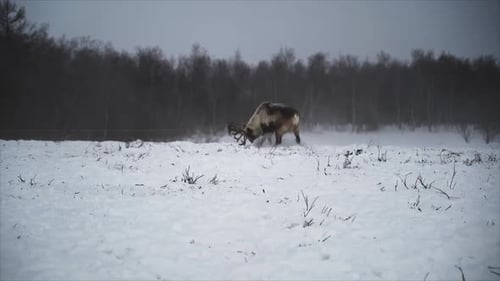 Reindeer Grazing in a Snowy Winter Field