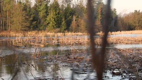 Golden grass swaying in the setting sun on the background of the pond.