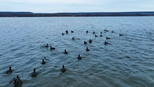 Ducks Swimming and Taking Flight on Lake