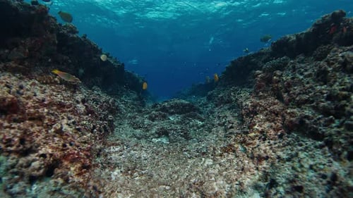 Camera Moves Underwater Near the Bottom in the Sea Trench