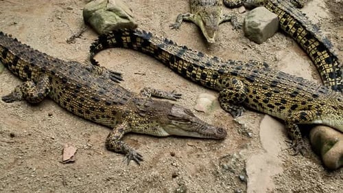 Crocodiles rest on sandy soil in their wildlife habitat at noon