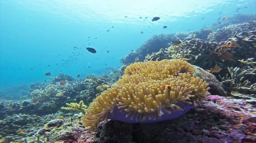 A close-up of a colorful Magnificent sea anemone surrounded by diverse coral reef.