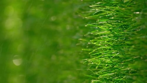 Refreshing Rain or Sprinkler Watering on a Green Lawn in Soft Focus. Green grass