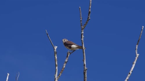 Bird Perched Peacefully on a Bare Branch