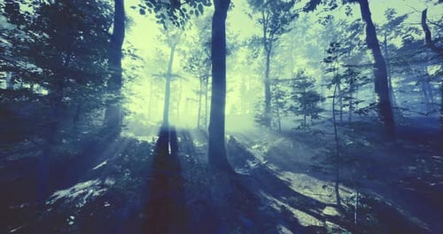 Mysterious Sunlight Filtering Through Ancient Trees in a Tranquil Forest