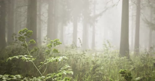 Misty Forest Landscape with Lush Greenery and Tall Trees in Morning Light