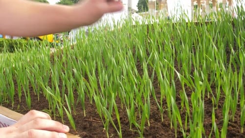 Hands Tending Green Seedlings in Garden Plot