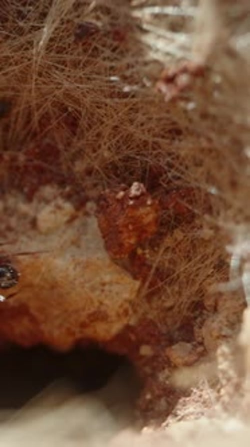 Ants Crawling on Granular Surface