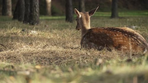 Whitetail spotted young deer resting lying on the grass in the forest and moving its ears