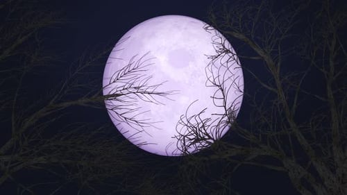 Purple Full Moon and Bare Tree Branches Night Scene Animation