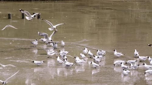 Flock of birds flying around while the rest of the black-headed seagulls, Chroicocephalus ridibundus