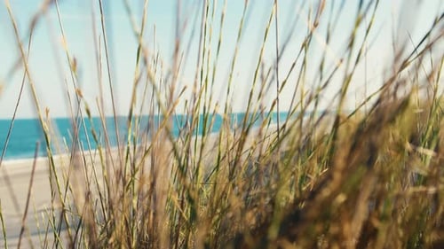 Plant Against Empty Beach Near the Ocean in Sunny Summer Day