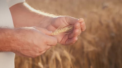Farmer Inspecting Wheat Ear in Golden Field
