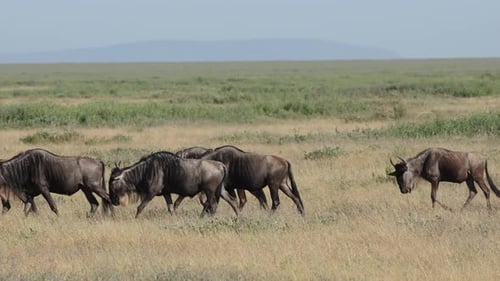 Aherd of wildebeest walking calmly through the grassland of the Masai Mara.