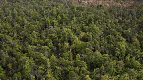 Densely Forest At The Shore Of Tofino, British Columbia, Canada. Aerial Shot