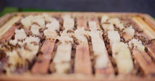 Bees Crawling on Honeycomb Frame Up Close