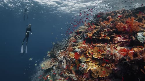 Freediver swims underwater near the colorfull coral reef in Indonesia