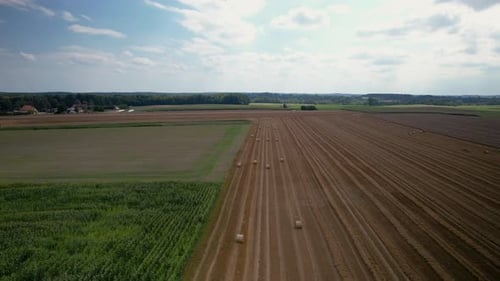 Roll Hay Bale During Harvest Season In Vast Agriculture Fields. Aerial Shot
