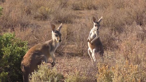 Kangaroos Standing in Australian Outback During the Day