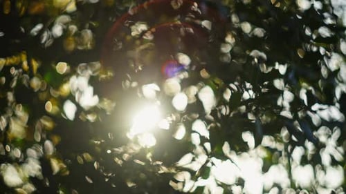 Dapple light passing through the leaves of a tree with lens flare