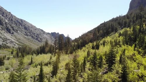 AERIAL drone shot in California National Forest with pine trees and mountain views.