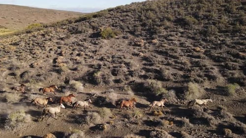 Wild Horses Running Free Across a Rugged and Dusty Landscape