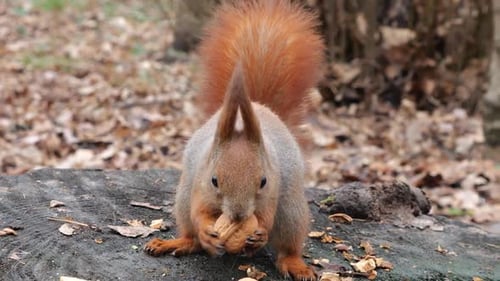 A forest squirrel picks up cookies and nuts from a tree stump.