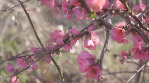 Bumblebee Pollinating Pink Blossoms in the Spring Sunlight
