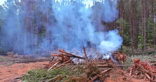 Trees Were Removed From Forest is Uprooted and Burned During a Subdivision for a Housing Development