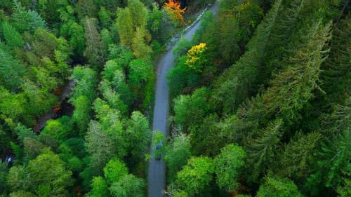 Top Down View of Car Driving Along the Road Among the Autumn Forest