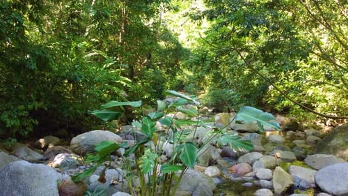 Jungle River Flowing Through Lush Green Nature
