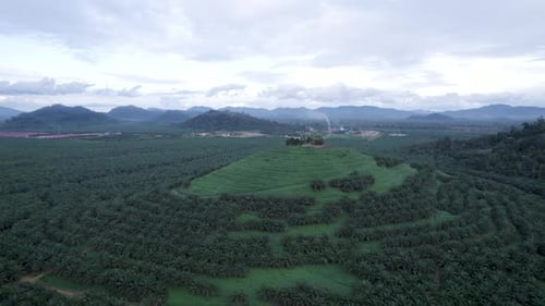 Palmier à huile à Ketapang West Kalimantan