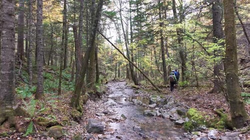 Man Walking Through Forest With Backpack