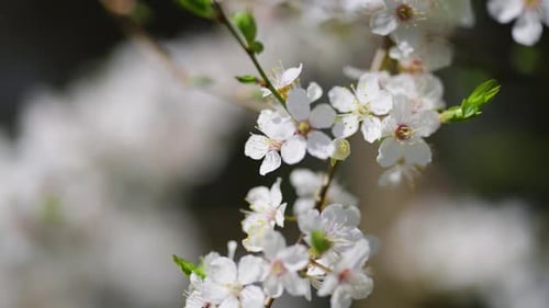 Beautiful flowers of the cherry tree in bloom. Close-up parallax shot.