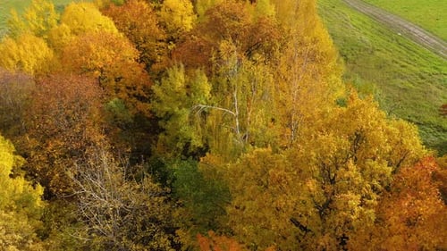Autumn Forest and Fields in the Countryside Trees with Yellow Foliage in the Fall Autumn Landscape