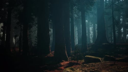 Sequoia Forest With Towering Trees