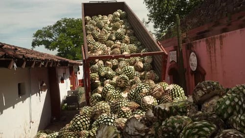 Truck Unloads Harvested Agave Plants near Building