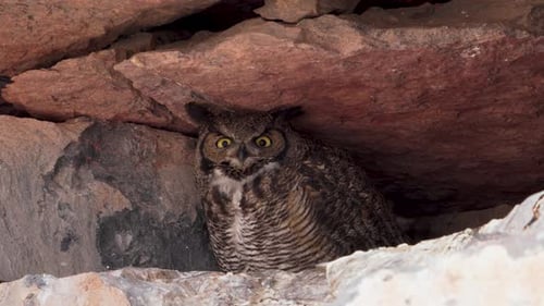 Große Horneule, die sich in den Felsen in der Wüste von Utah versteckt