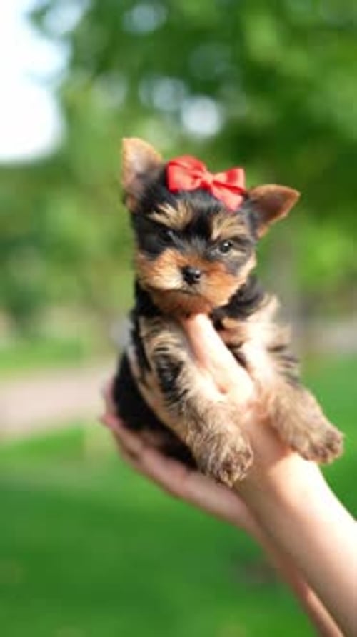 Yorkshire Terrier Puppies Sitting in a wicker basket on Green Grass. Vertical video