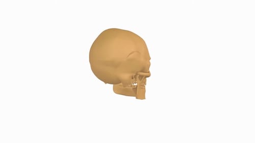 3D Model of Human Skull Side View