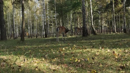 Two young deer walking among the trees in the forest in search of food slow motion